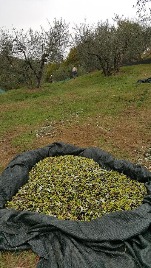 Agriturismo Sommassa Greve in Chianti Buitenkant foto